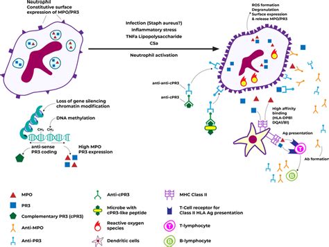 pr3 antigen anca